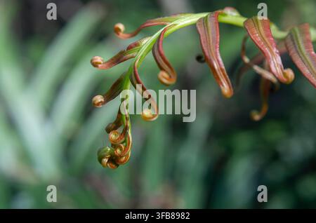 Macro di una foglia di felce Blechnum orientale che si dispiega, con pinnule rossastre che si incurvano su uno sfondo verde morbido. Foto Stock