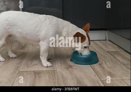 Cane giocoso cena da una ciotola di plastica su pavimento laminato. Jack Russell bianco e marrone consuma nutrizione sana. Amabile animale domestico mangia prodotto premium, gode Foto Stock