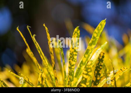 Fogliame vivace macchiato di giallo e verde di una pianta tropicale brasiliana su uno sfondo sfocato con bokeh scintillante blu Foto Stock