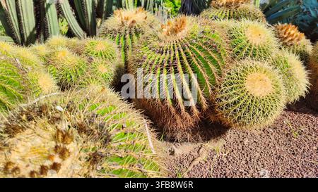 Cacto nel giardino botanico di Valencia, Echinocactus grusonii Hildm, del Messico Foto Stock