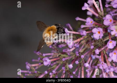 Biodiversità - Bombus pascuorum - Bombus comune volante che si nutre dei fiori del cespuglio delle farfalle Foto Stock