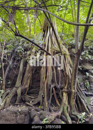 Lunghe radici di alberi della giungla tropicale nel parco dell'America centrale Foto Stock