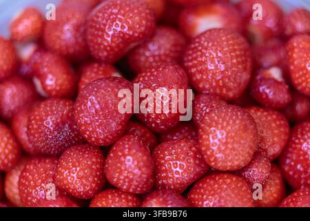 Una ciotola di plastica piena di fragole rosse mature appena raccolte all'aperto a Ogre, Lettonia. Foto Stock