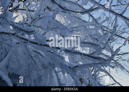 Fusti di alberi pesantemente ricoperti di neve e brina in inverno, che formano una texture naturale bianca e blu intricata contro il cielo pallido. Foto Stock