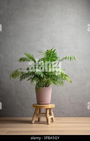 Lussuosa pianta d'appartamento Chamaedorea elegans verde in vaso. Composizione verticale elegante con un vaso rosa a costolature su uno sgabello di legno rustico aga Foto Stock