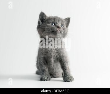 Gattino Russian Blue grigio giocoso appena nato. Ritratto in studio a corpo intero di un gattino soffice e sano in piedi sulle zampe che guarda in alto con curiosità Foto Stock