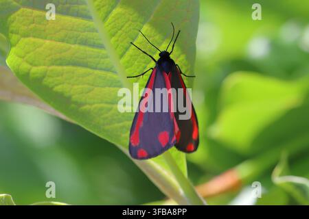 La falena cinabro (Tyria jacobaeae) è una falena Arctiinae dai colori vivaci, specie autoctona in Europa e nell'Asia occidentale e centrale Foto Stock