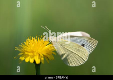 Una piccola farfalla bianca del cavolo (Pieris rapae) è appollaiata su un fiore selvatico giallo ed è parzialmente ricoperta di polline. Foto Stock
