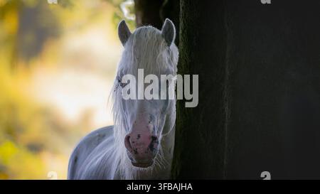 Pony Dartmoor che si rifugia dal sole nel bosco in una calda giornata estiva. Foto Stock