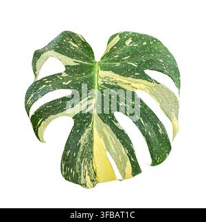 Foglia di Monstera variegata isolata su sfondo bianco, pianta tropicale da interno con fogliame verde e crema, pianta botanica esotica, giardinaggio indoor e Foto Stock