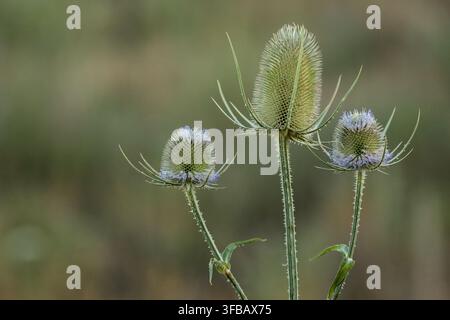 Cardo selvatico in fiore in una terra incolta fiorita Foto Stock