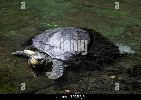 La tartaruga di Mary River (Elusor macrurus) è una specie in via di estinzione di tartaruga dal collo corto della famiglia Chelidae. La specie è endemica del Mary Riv Foto Stock