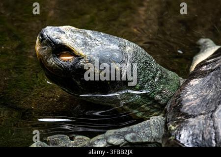 La tartaruga di Mary River (Elusor macrurus) è una specie in via di estinzione di tartaruga dal collo corto della famiglia Chelidae. La specie è endemica del Mary Riv Foto Stock
