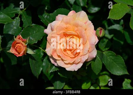 fiori arancioni morbidi della rosa arbustiva inglese David Austen, Rosa Lady of Shallot, che cresce in un giardino del Regno Unito a maggio Foto Stock