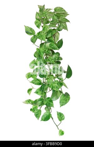 Vite di Pothos Marble Queen pendente con foglie variegate verdi e bianche a forma di cuore, isolata e ritagliata su sfondo bianco Foto Stock