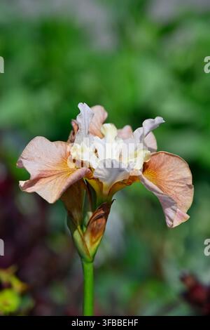 Fiori arancioni e crema dell'inizio estate di Iris sibirica Peacock Outside the Box che crescono in un giardino del Regno Unito a maggio Foto Stock