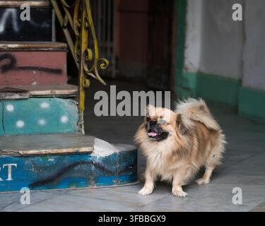 Tibetano Spaniel carino, piccolo e marrone vicino a una scala a L'Avana, Cuba Foto Stock