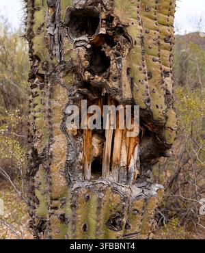 Cacto Saguaro. Sentiero Mica View, Parco nazionale del Saguaro. Tucson, Arizona, USA Foto Stock