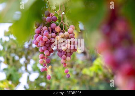 Grappoli di succose uve rosa e viola maturano sulla vite, circondati da una vegetazione verde rigogliosa alla luce soffusa del sole Foto Stock