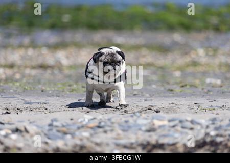 Carlino che corre verso la fotocamera su una spiaggia sabbiosa in Galles Foto Stock