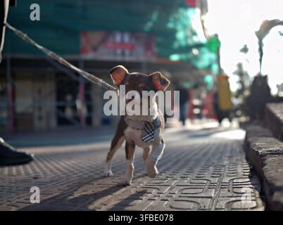 Cucciolo di Chihuahua che cammina lungo una strada soleggiata Foto Stock