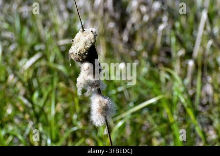 Una testa di seme di tifa in decadimento avanzato rilascia fibre morbide e soffici che fuoriescono dalla struttura cilindrica. Circondata da erbe verdi-marrone sfocate, t Foto Stock