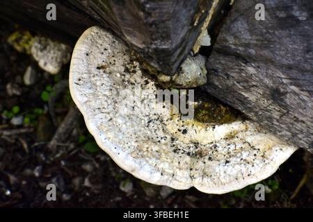 Un fungo bianco spesso a forma di staffa cresce dal lato di un pezzo di legno stagionato, la sua superficie semicurcolare ruvida è segnata da macchie più scure. Foto Stock