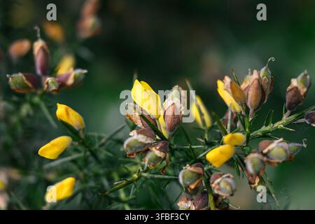 Prima vista dei fiori e delle gemme floreali di una pianta di Ulex europaeus (ginestra comune, ginestrone o spino bianco) Foto Stock