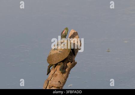 Cursore dalle orecchie rosse, Trachemys scripta elegans, basato sul log Foto Stock
