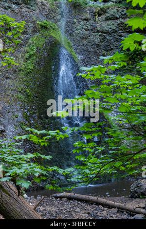 L'acqua scorre dolcemente su rocce muschiose circondate da una vegetazione vibrante. Foto Stock
