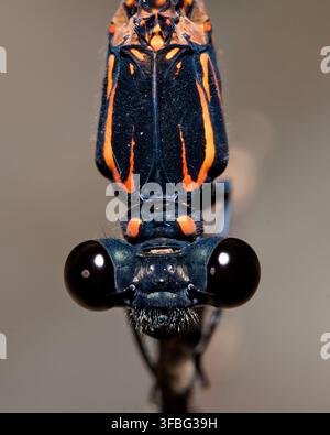 Macro estremo della testa e degli occhi composti dell'agonale di Formosa Foto Stock