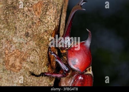 Scarabeo rinoceronte giapponese maschio che si nutre di linfa degli alberi, primo piano di profilo Foto Stock