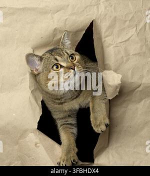Adulto grigio britannico diritto-eared gatto sbucciando da un buco in carta marrone, muso divertente Foto Stock