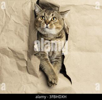 Adulto grigio britannico diritto-eared gatto sbucciando da un buco in carta marrone, muso divertente Foto Stock