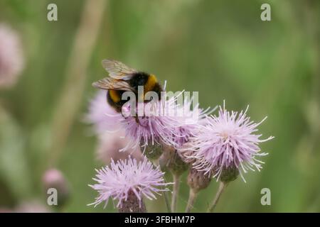 Bombus su capo di cardo Foto Stock