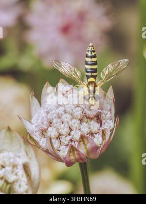 La Sphaerophoria sorvola la mosca nutrendosi di un fiore di Astrantia Foto Stock