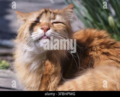 adulto rosso soffice gatto siede sulla strada, primavera giorno Foto Stock