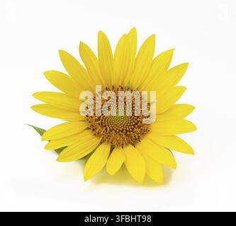 Fiore giallo girasole con foglie verdi isolate su sfondo bianco Foto Stock