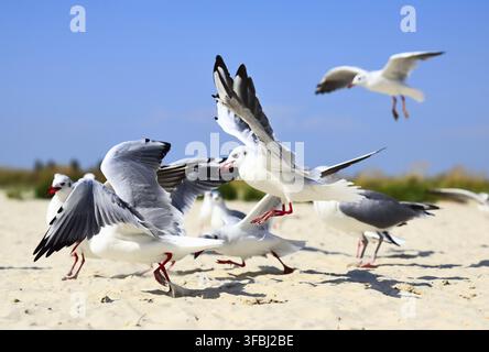 Stormo di gabbiani in volo su di una spiaggia di sabbia, giorno di estate Foto Stock