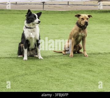 Due cani, border collie e American pit bull terrier, seduti su un prato verde Foto Stock