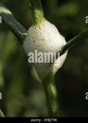 Cuckoo spit creato da Froghopper Ninfe Foto Stock