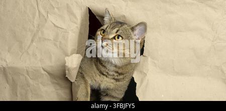 Gatto adulto grigio britannico con orecchie dritte che sbircia da un buco nella carta marrone, muso divertente, banner Foto Stock