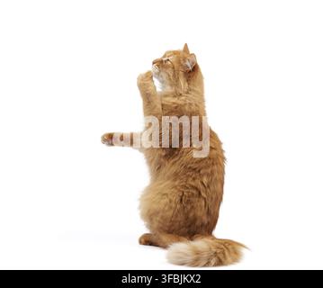 adulto lanuginoso gatto rosso si siede sulle gambe posteriori, zampe anteriori tira in su, animale siede lateralmente e isolato su uno sfondo bianco Foto Stock
