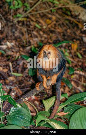 Tamarino leone dorato appollaiato su un ramo in una lussureggiante vegetazione tropicale, che mostra la distintiva criniera dorata e la specie di primate brasiliana in pericolo. Foto Stock
