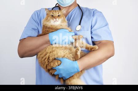 Veterinario in uniforme blu e sterili Guanti in lattice trattiene e esamina una grande lanuginoso rosso gatto, sfondo bianco Foto Stock