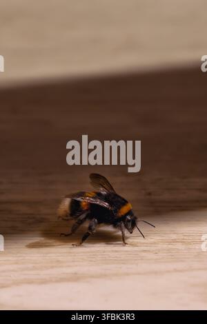 Primo piano verticale di un bombus che cammina su una superficie lignea dai toni caldi sotto una luce soffusa interna. Ombre gentili evidenziano la consistenza soffice del corpo e le zampe delicate Foto Stock