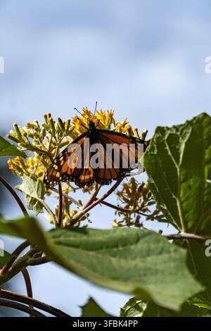 Vista di una farfalla monarca che riposa su fiori gialli tra il fogliame verde nel Santuario della Farfalla Monarca El Rosario a Mineral de Angangueo, Michoacán Foto Stock
