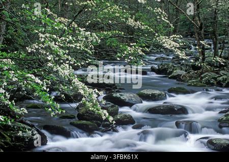 Cornioli in fiore (Cornus florida) sovrastano piccole cascate del Middle Prong del Little River nel Great Smoky Mountains National Park, Tennessee. Foto Stock