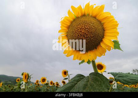 Prima vista di una coltivazione di girasoli sotto un cielo tempestoso nuvoloso, Bocairent, Spagna Foto Stock