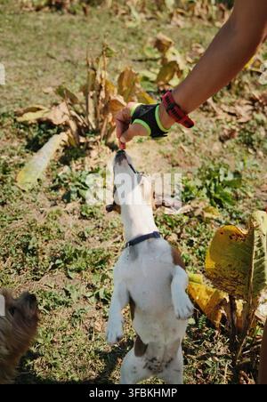 Jack Russell Terrier che cerca un premio durante una passeggiata in montagna all'aperto, mostrando curiosità e interazione positiva con il suo proprietario. Animali domestici naturali Foto Stock